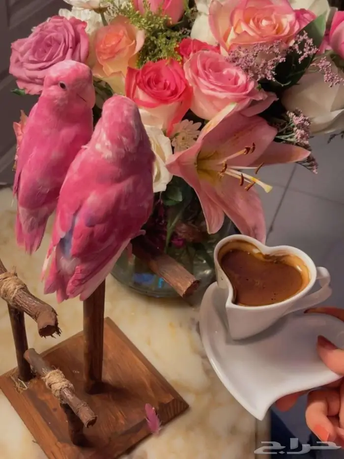 زوج ببغاء الروز اليف جدأ لعوب مغررد يجنان 1