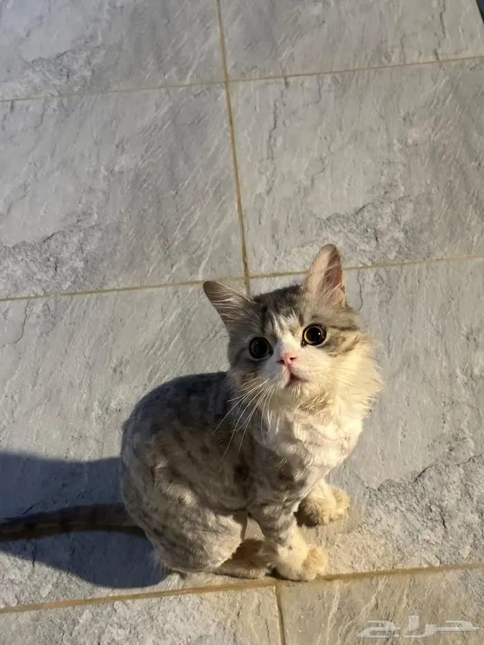 قط للتبني ذكر من المجمعه 1