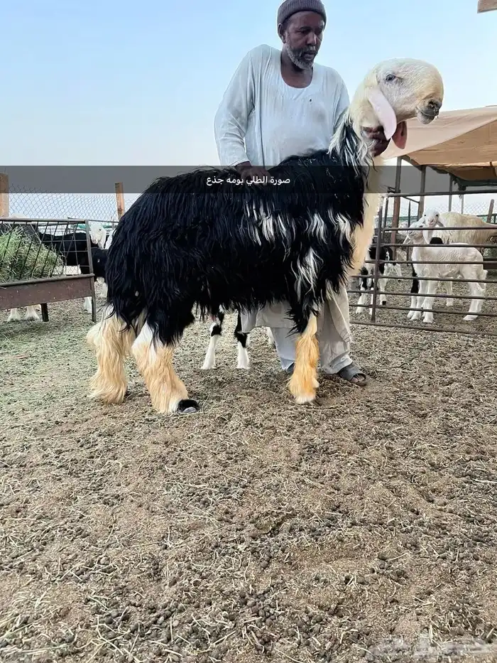 فحل صنف منتج نوادر 3