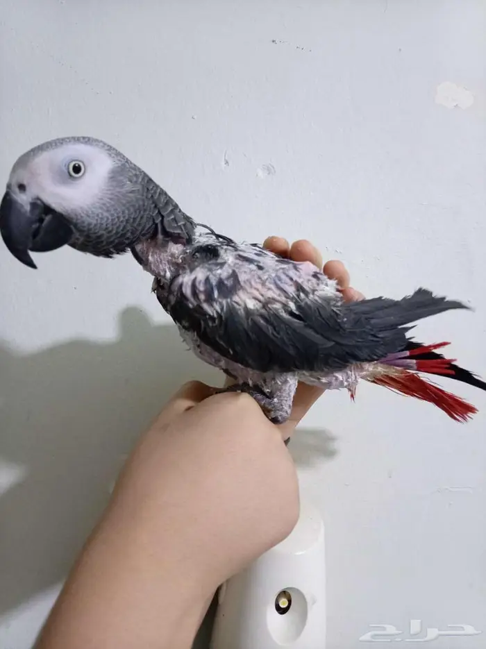 انثي كاسكواليفةمحللةبشهادةمتكلمةللبيع اوبدل بامازوني 0