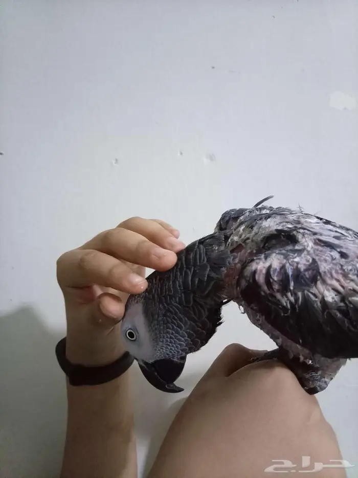 انثي كاسكواليفةمحللةبشهادةمتكلمةللبيع اوبدل بامازوني 4