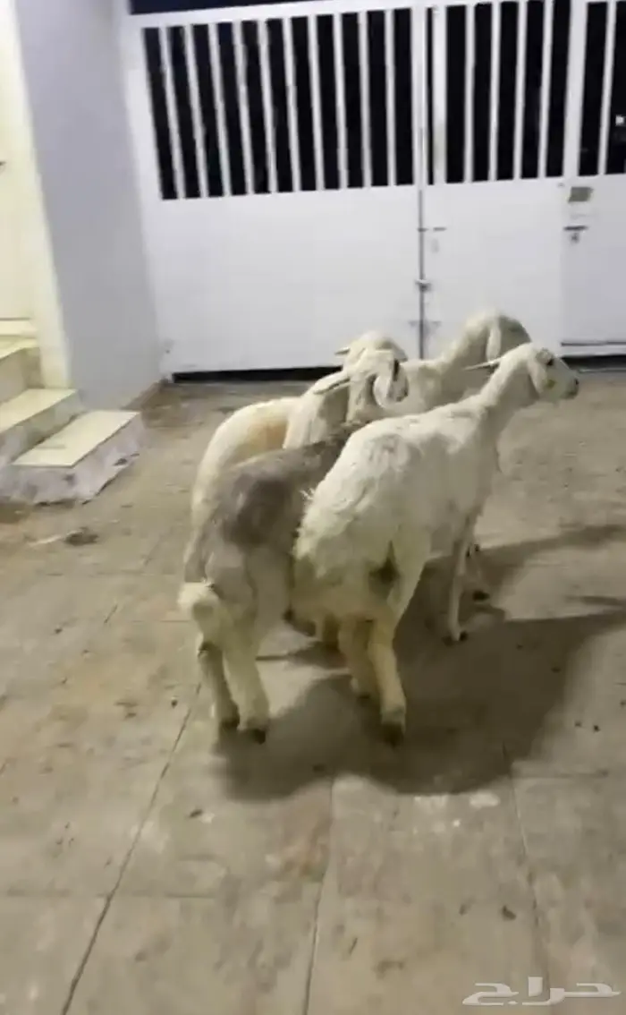 شاتين حريات عالها ذبايح 1