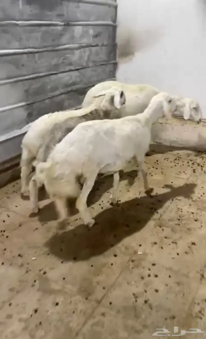 شاتين حريات عالها ذبايح 3