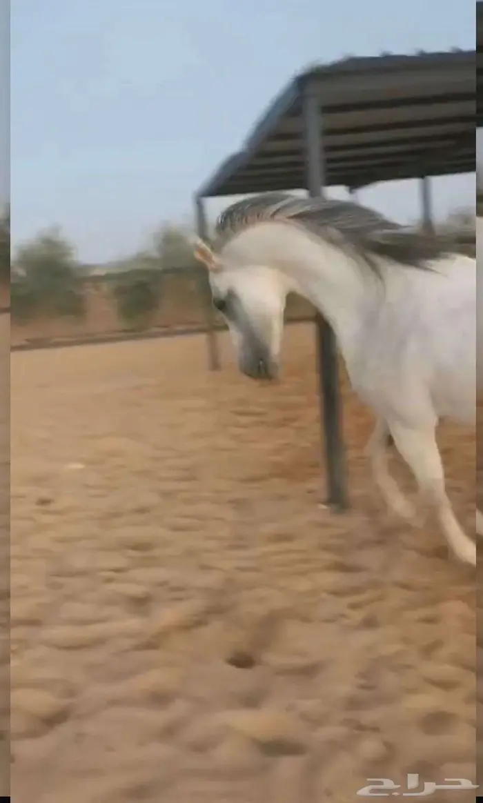 فرس شعبية شيخه 2