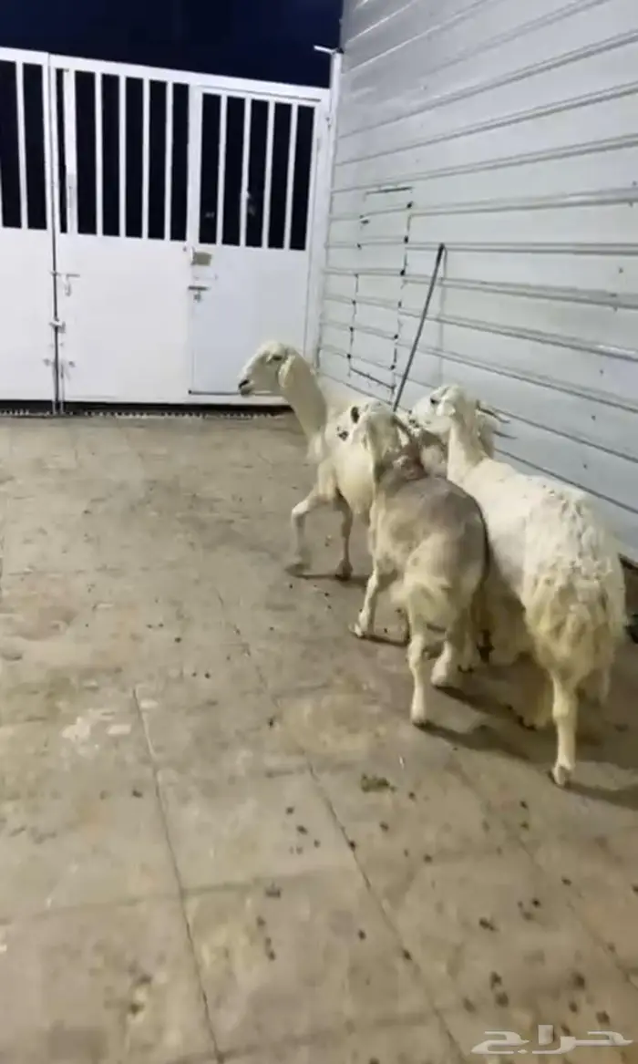 شاتين حريات عالها ذبايح 0