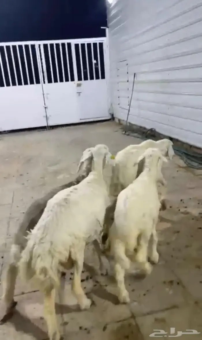 شاتين حريات عالها ذبايح 2