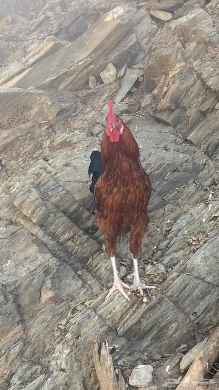 ديك بلدي فاخر 0