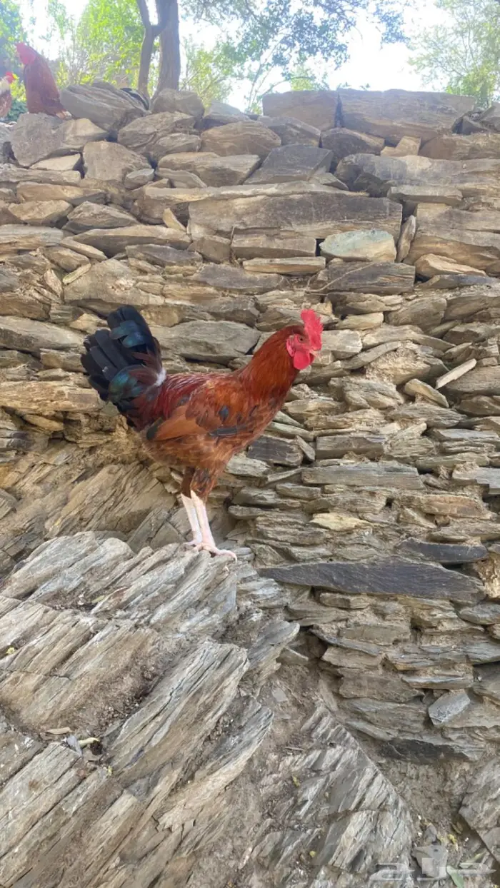 ديك بلدي فاخر 1