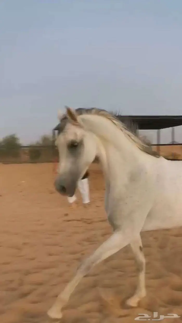 فرس شعبية شيخه 0