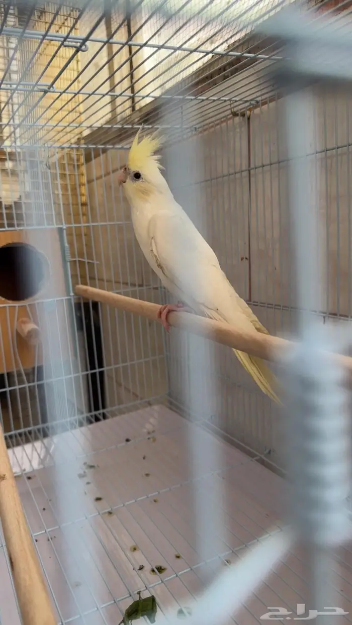 انثى كروان كريمي فيس بصمة ( تم البيع) 1