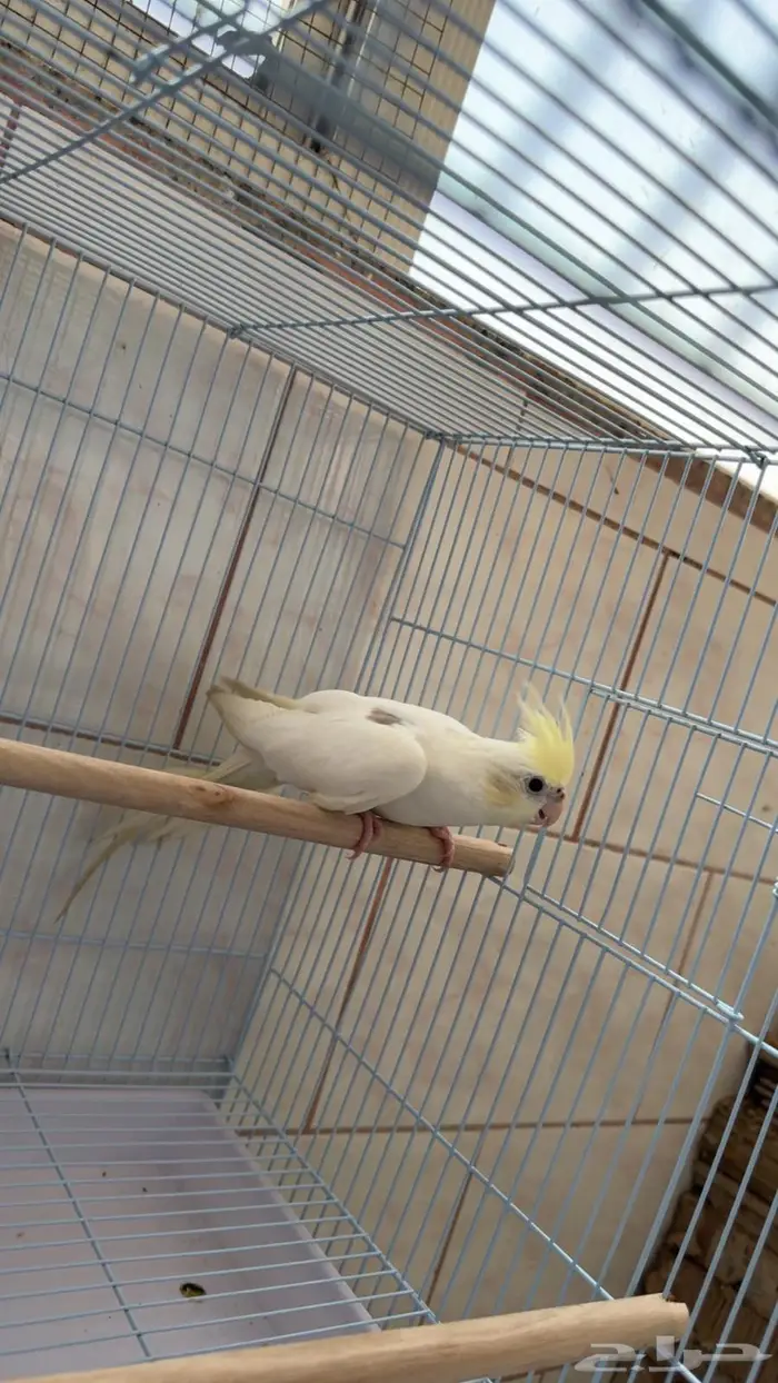 انثى كروان كريمي فيس بصمة ( تم البيع) 0