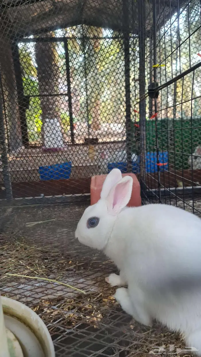 أرنب هوتوت قزم بيور 0