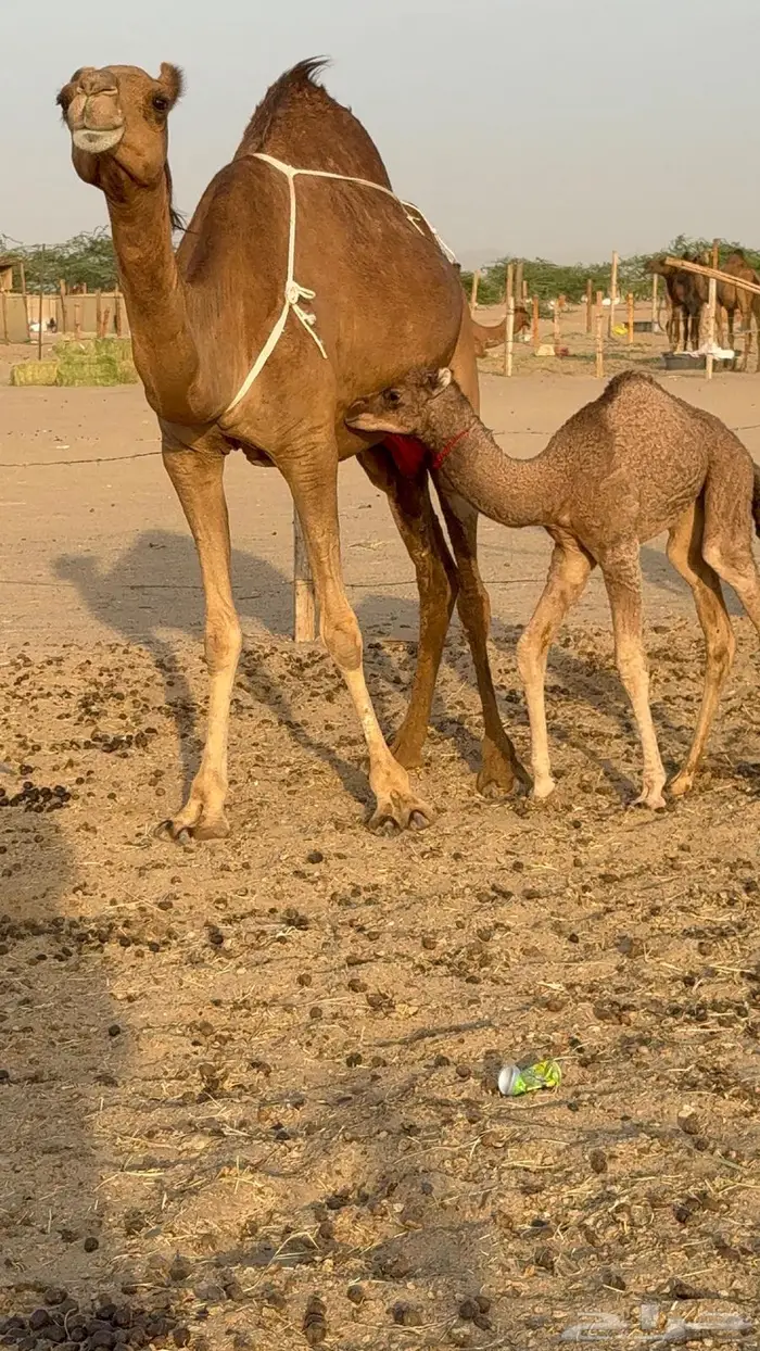 خلفه ساحليه مصغر حمرا 8