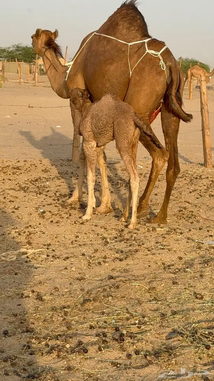 خلفه ساحليه مصغر حمرا 5