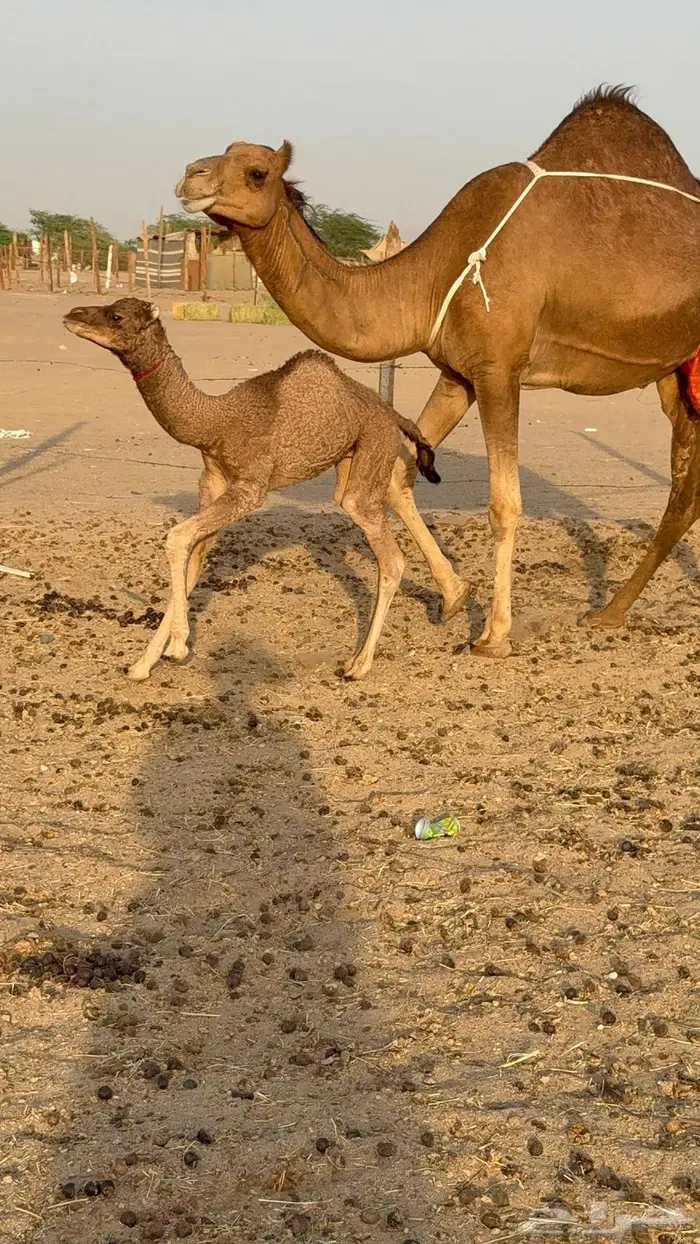 خلفه ساحليه مصغر حمرا 1