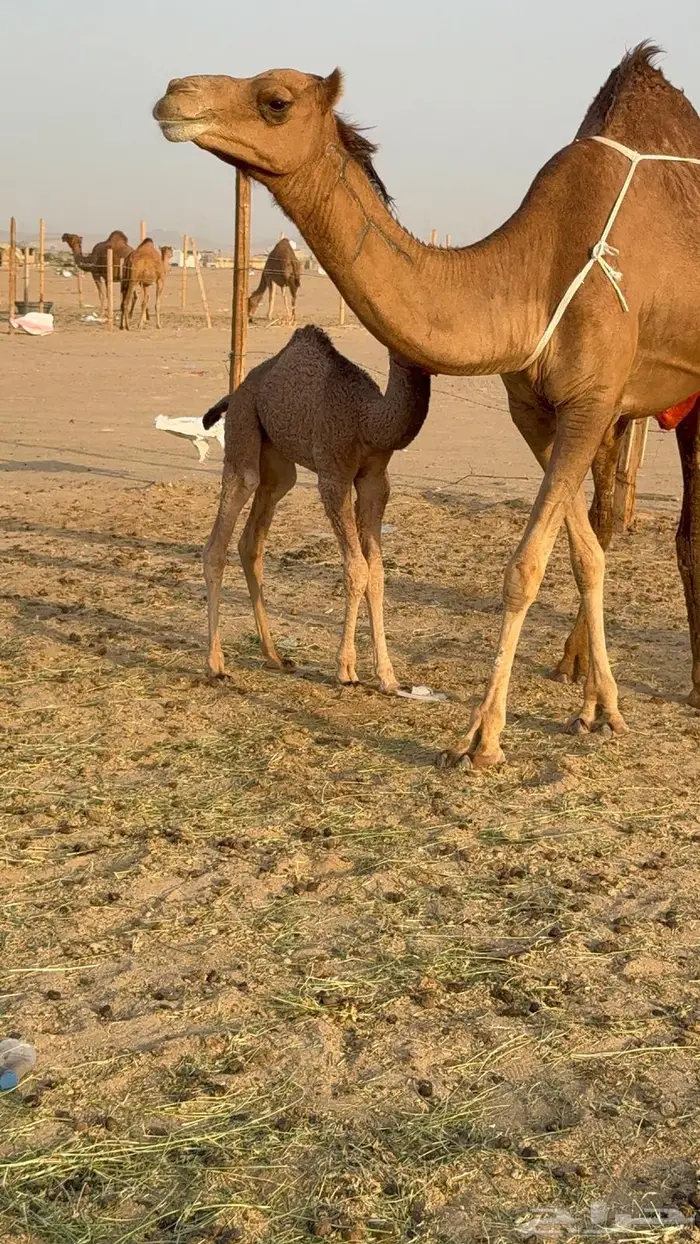خلفه ساحليه مصغر حمرا 12