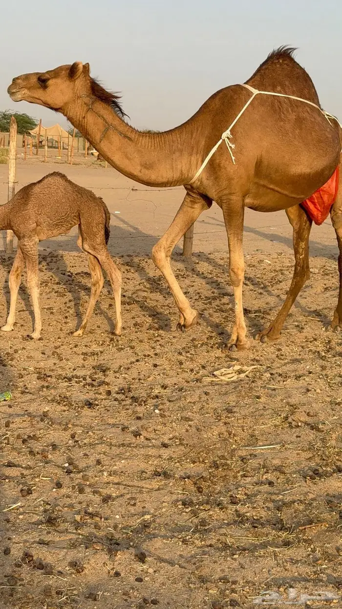 خلفه ساحليه مصغر حمرا 16