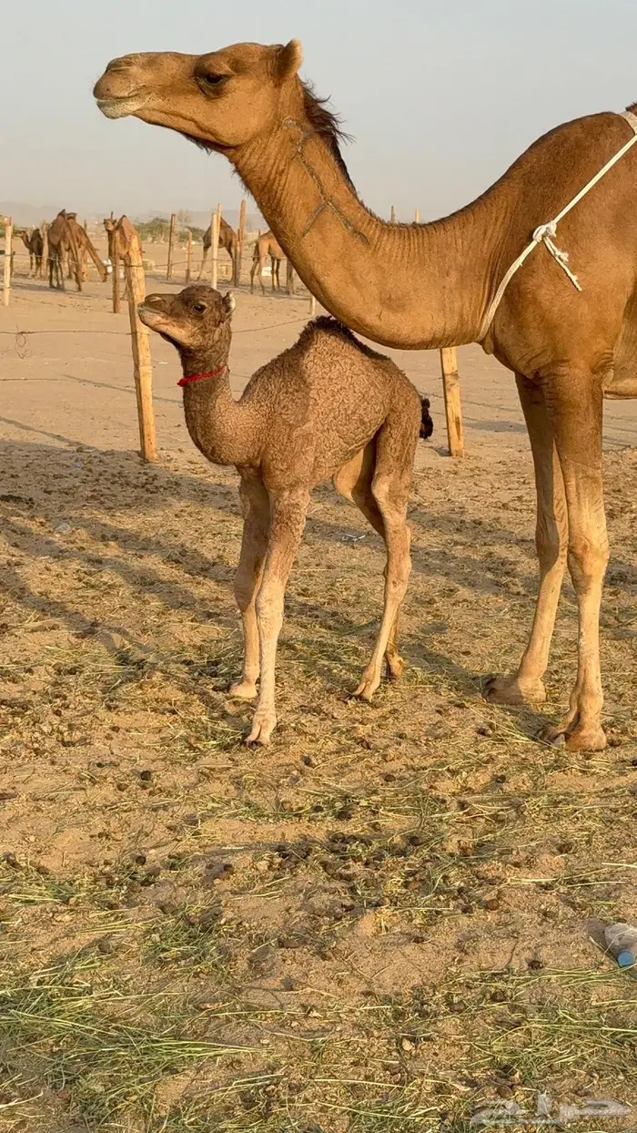 خلفه ساحليه مصغر حمرا 3