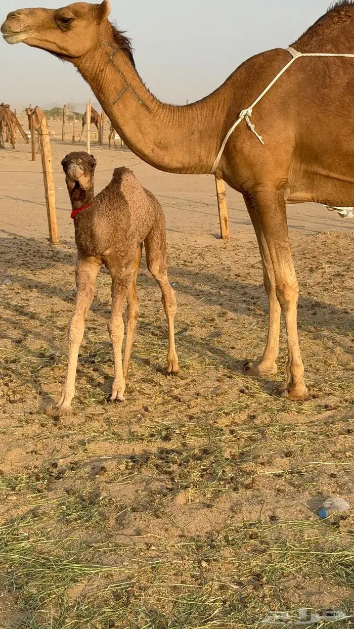 خلفه ساحليه مصغر حمرا 11
