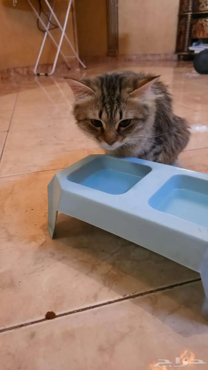 قطط شيرلزي للتبني 0