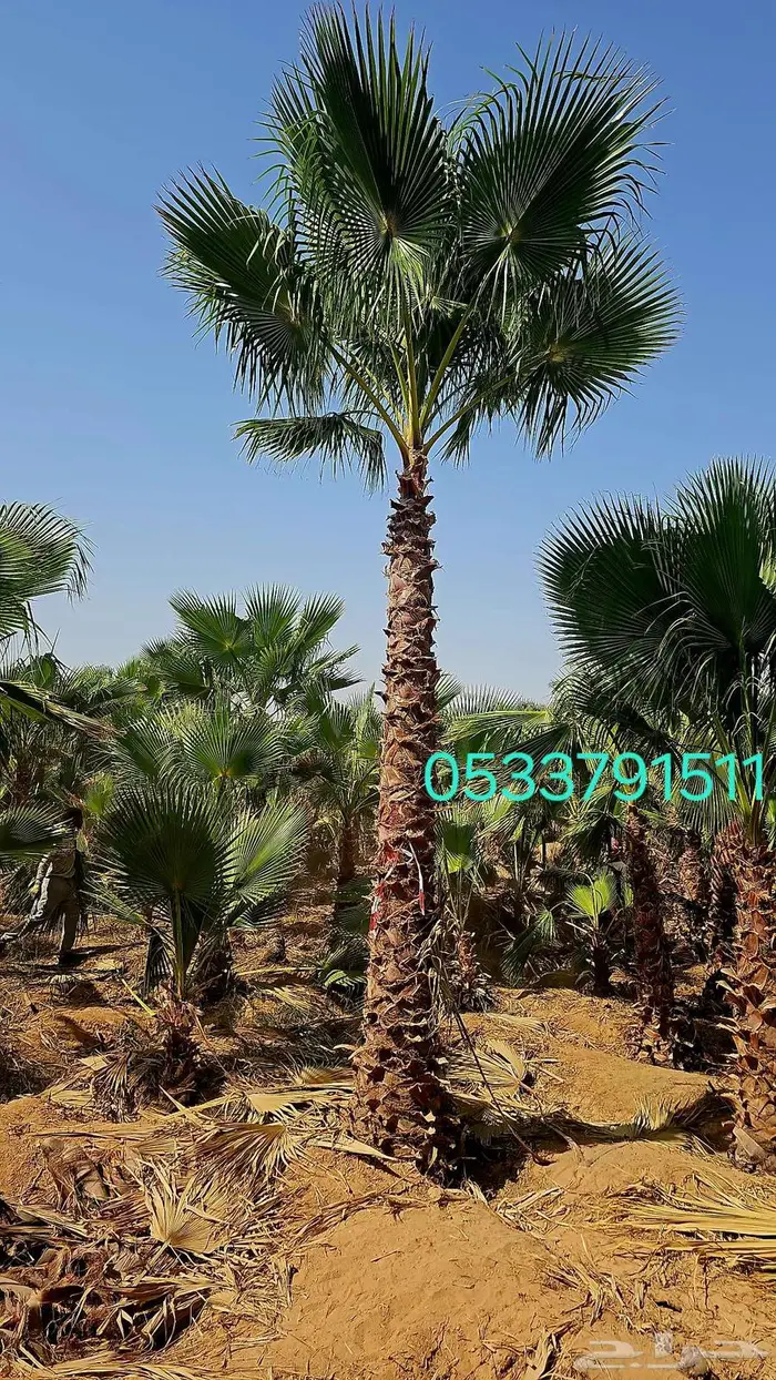 نخل واشنطن زينه واشنطونيا 0