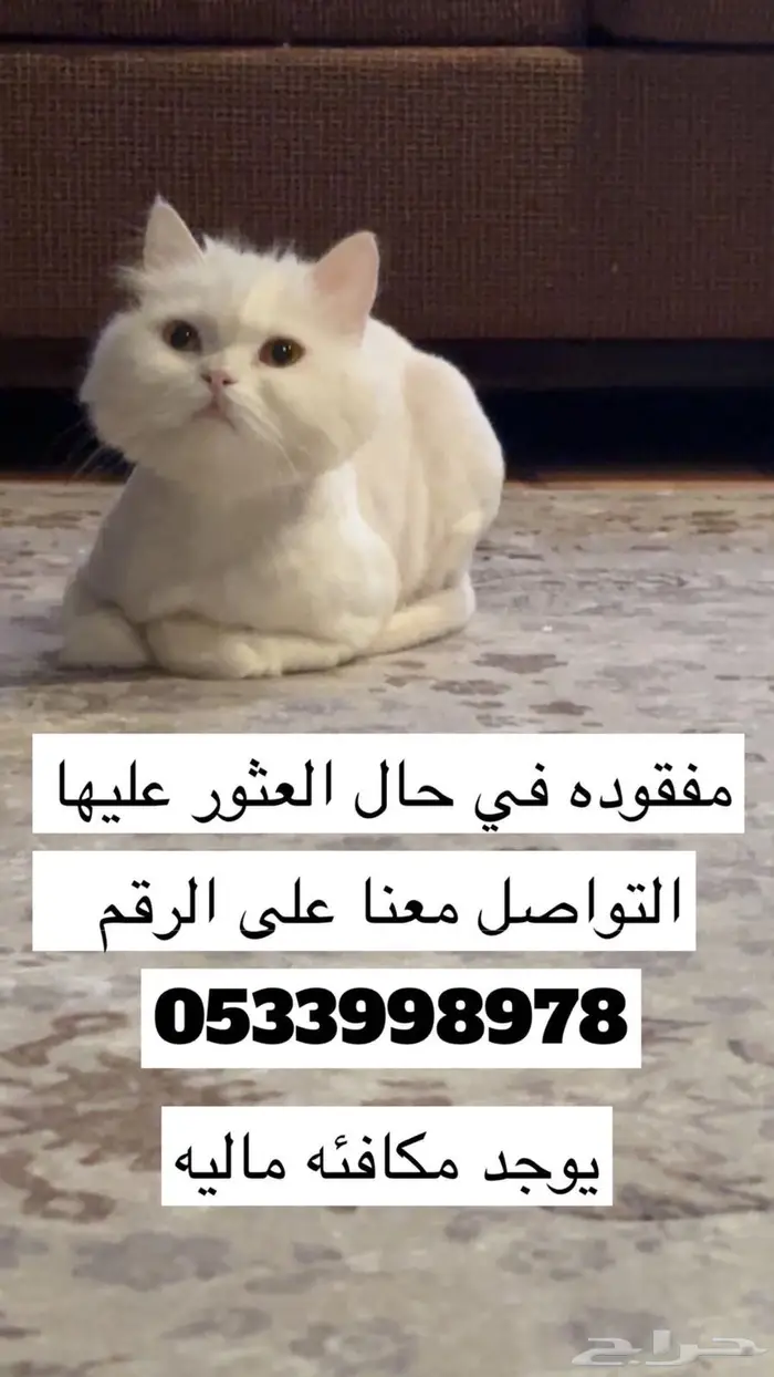 قطوه مفقوده في الخرج حي الاندلس 0
