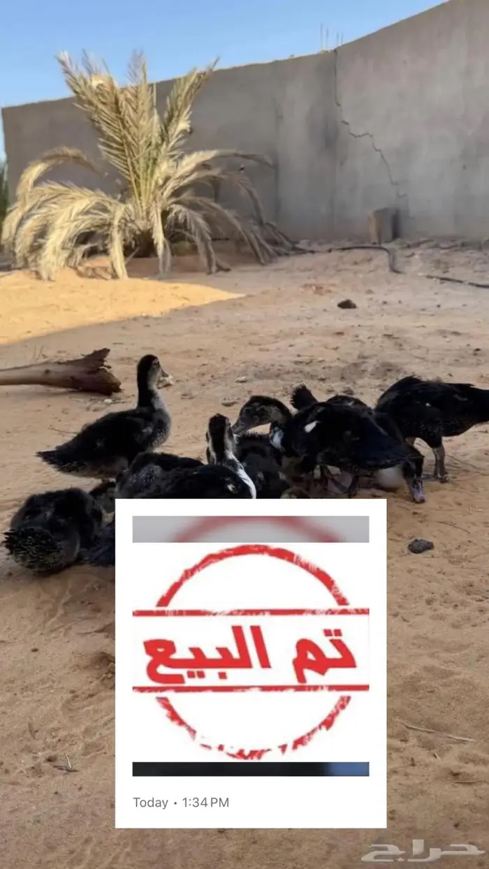 صيصان بط مصري 0