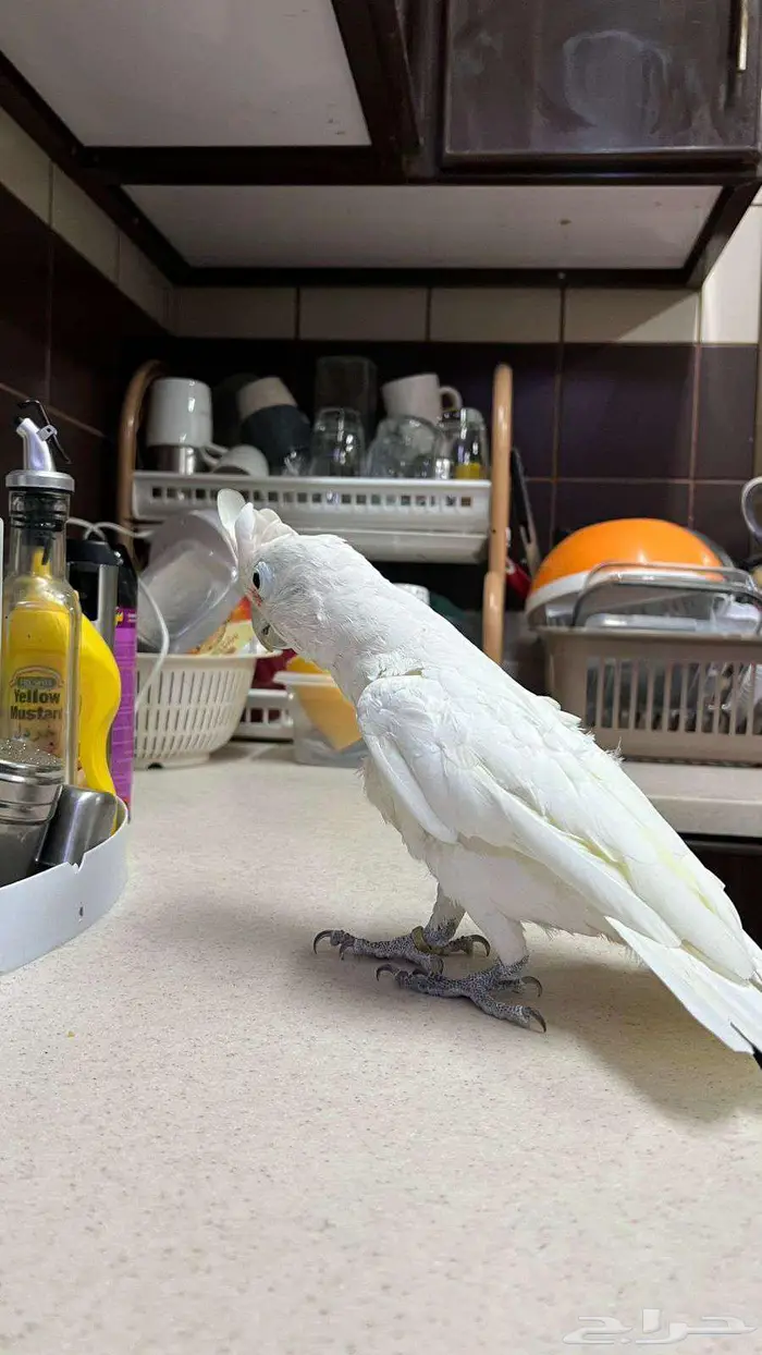Goffins cockatoo كوكاتو جوفنز 1