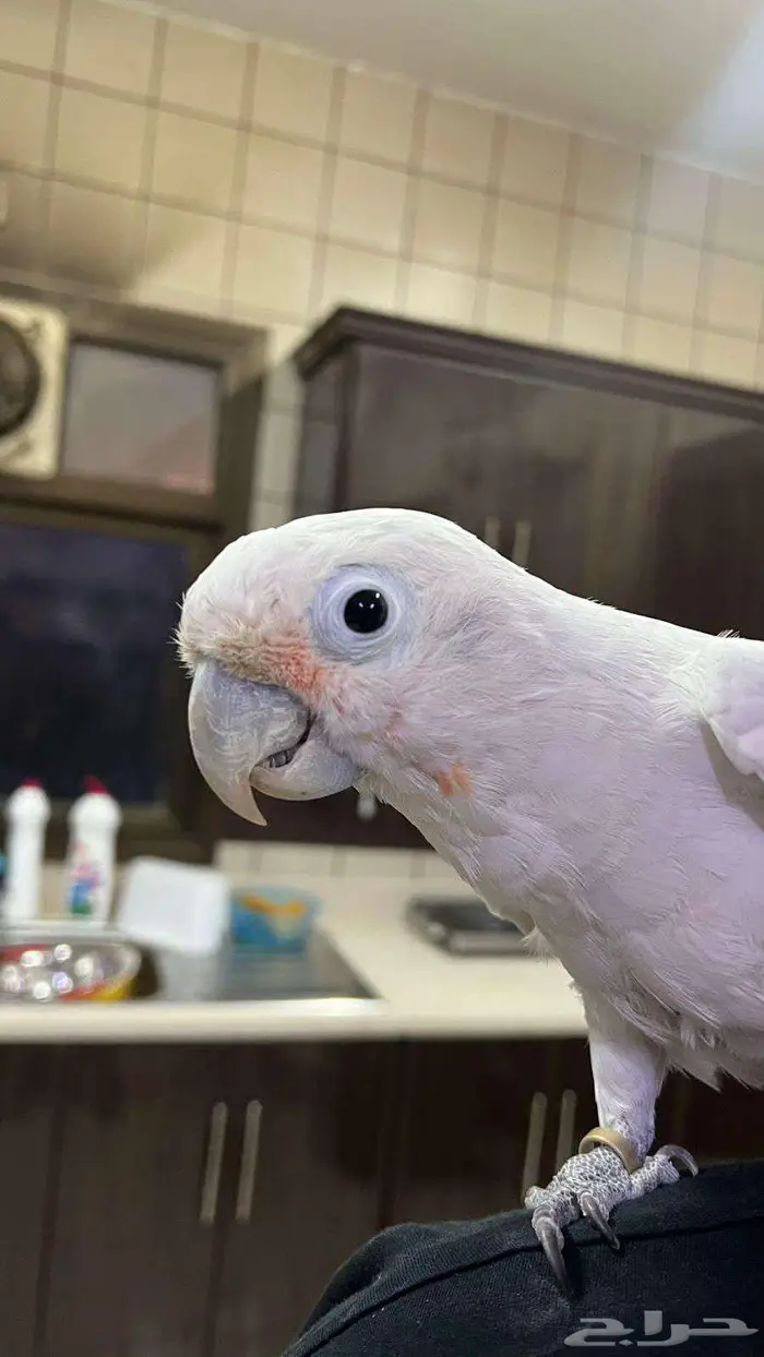 Goffins cockatoo كوكاتو جوفنز 0