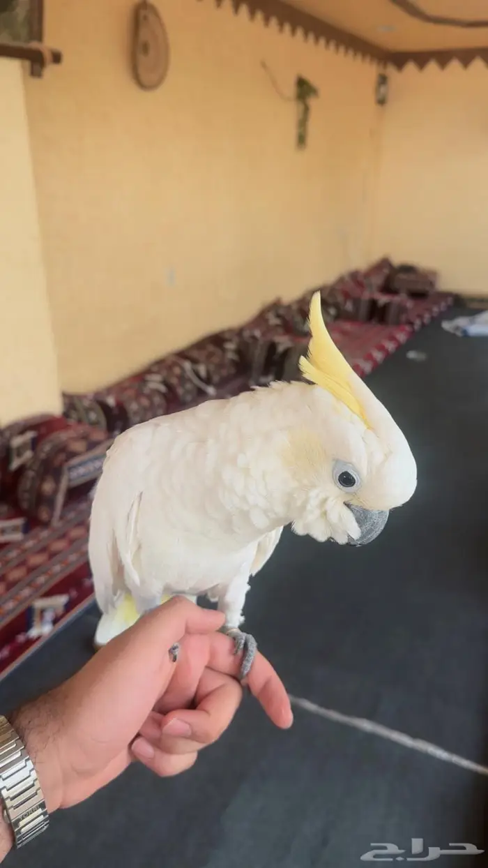 للبيع كوكاتو اليف 1