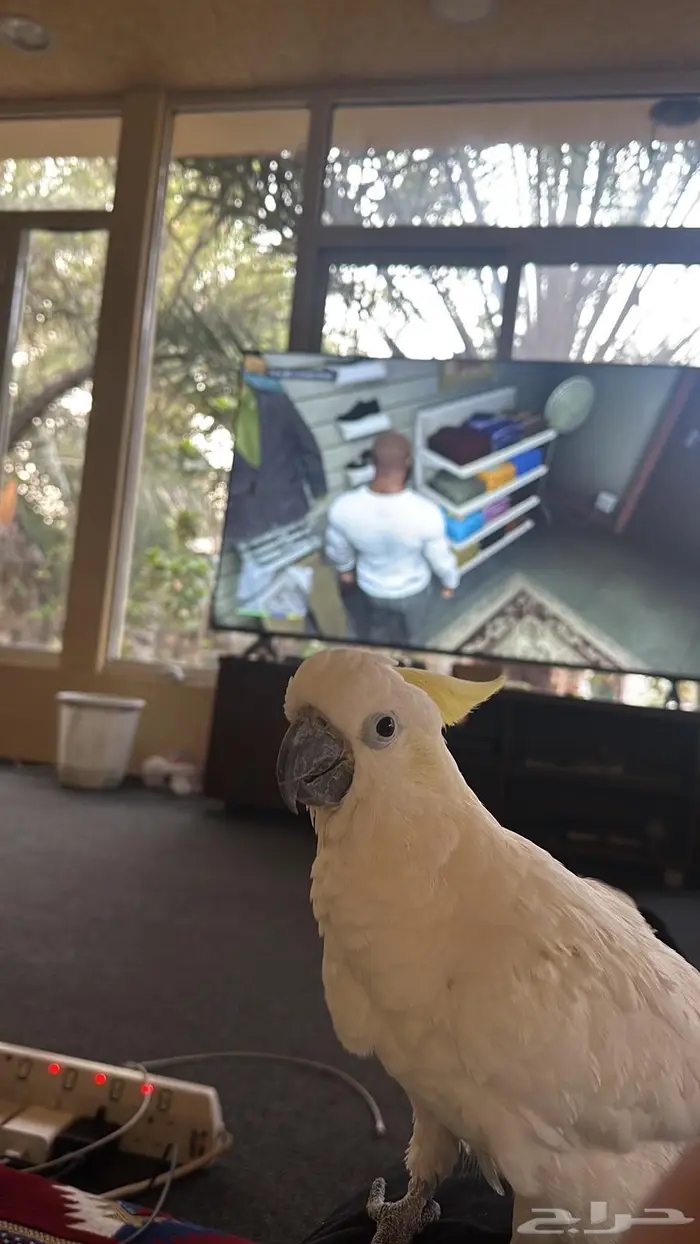 للبيع كوكاتو اليف 4