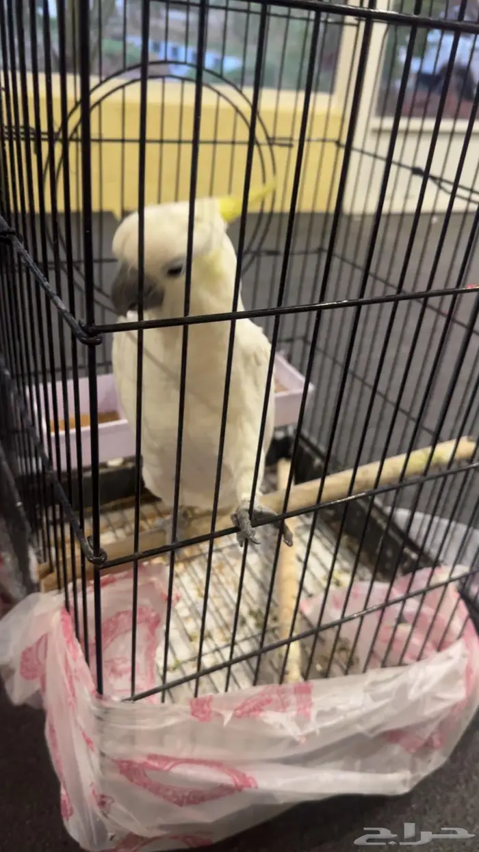 للبيع كوكاتو اليف 2