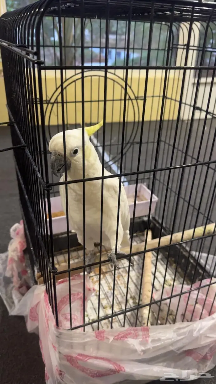 للبيع كوكاتو اليف 0