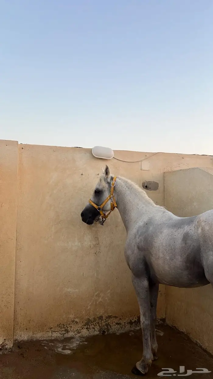 حصان واهو 2