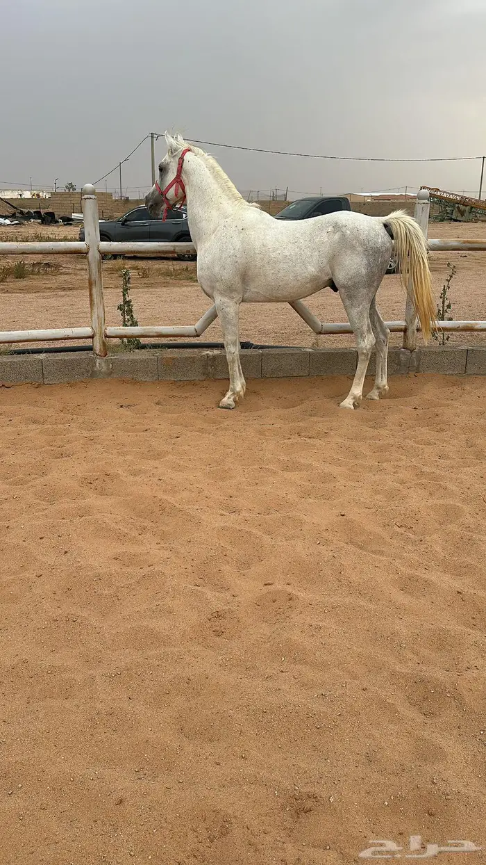 حصان واهو 4