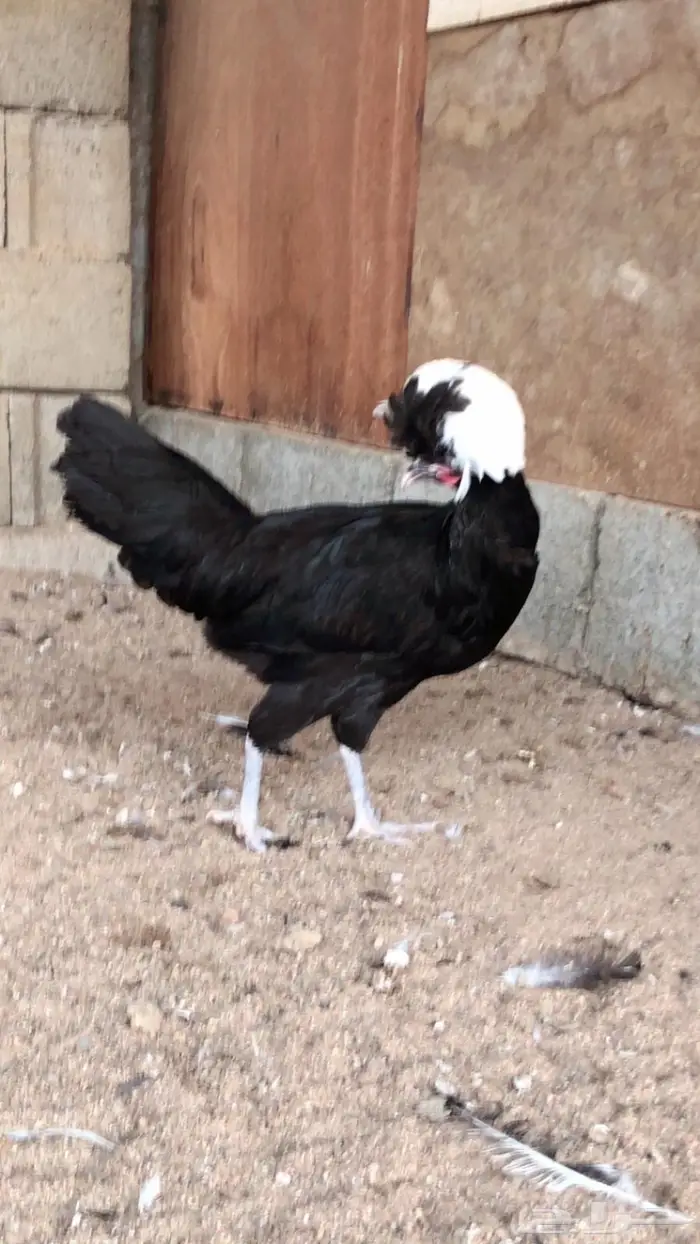 دجاج براهما 0