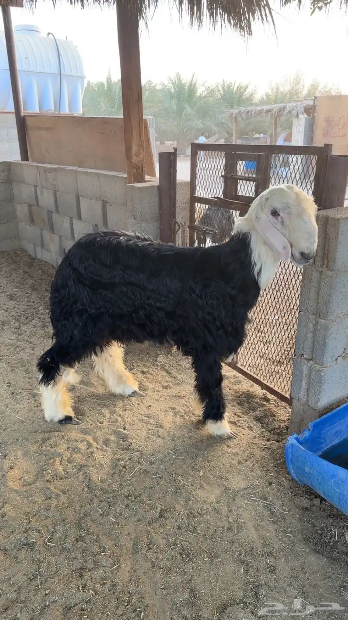 ذبايح 4