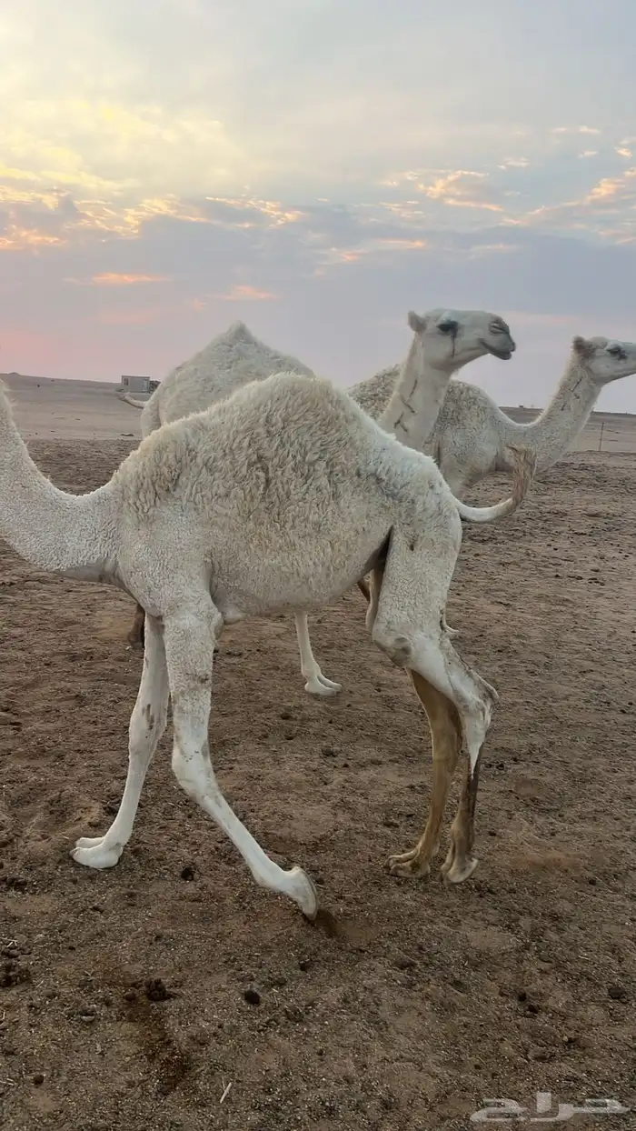 نياق خلفات وضح م بكار حقاق بناتهن برحولها و فحلها 2
