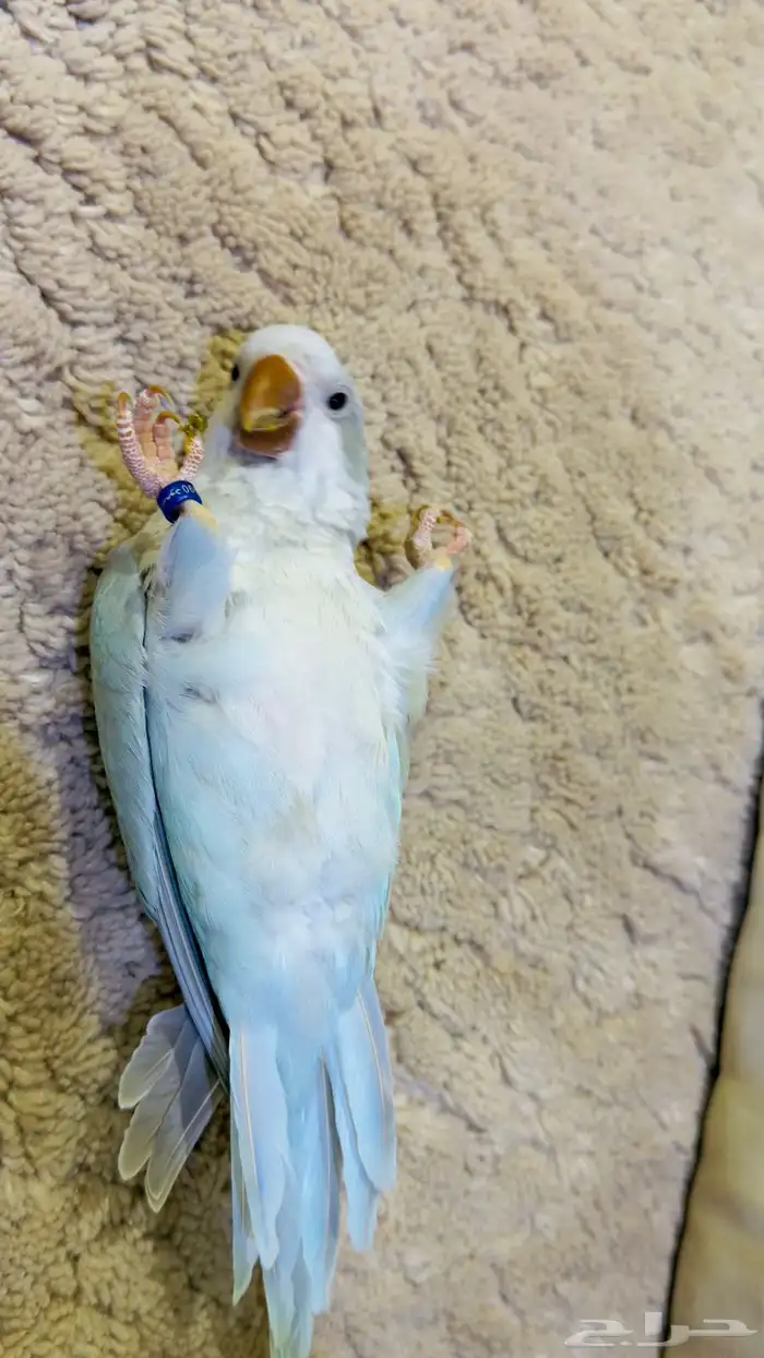 كويكر الراهب متكلم 2