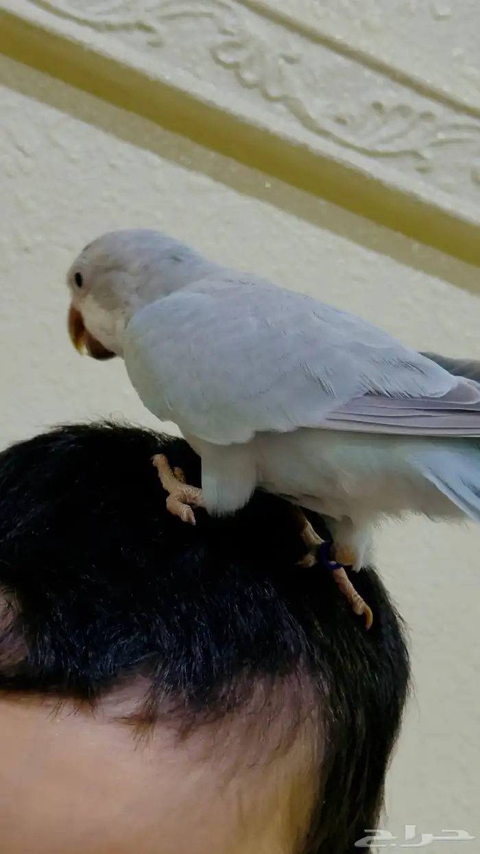 كويكر الراهب متكلم 5