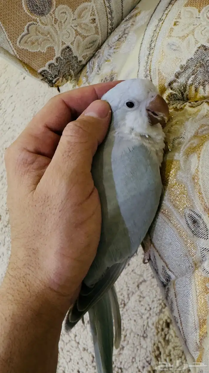 كويكر الراهب متكلم 3