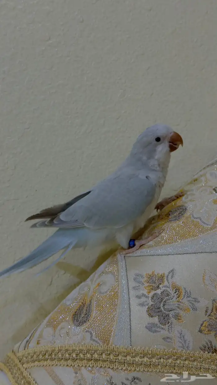 كويكر الراهب متكلم 6