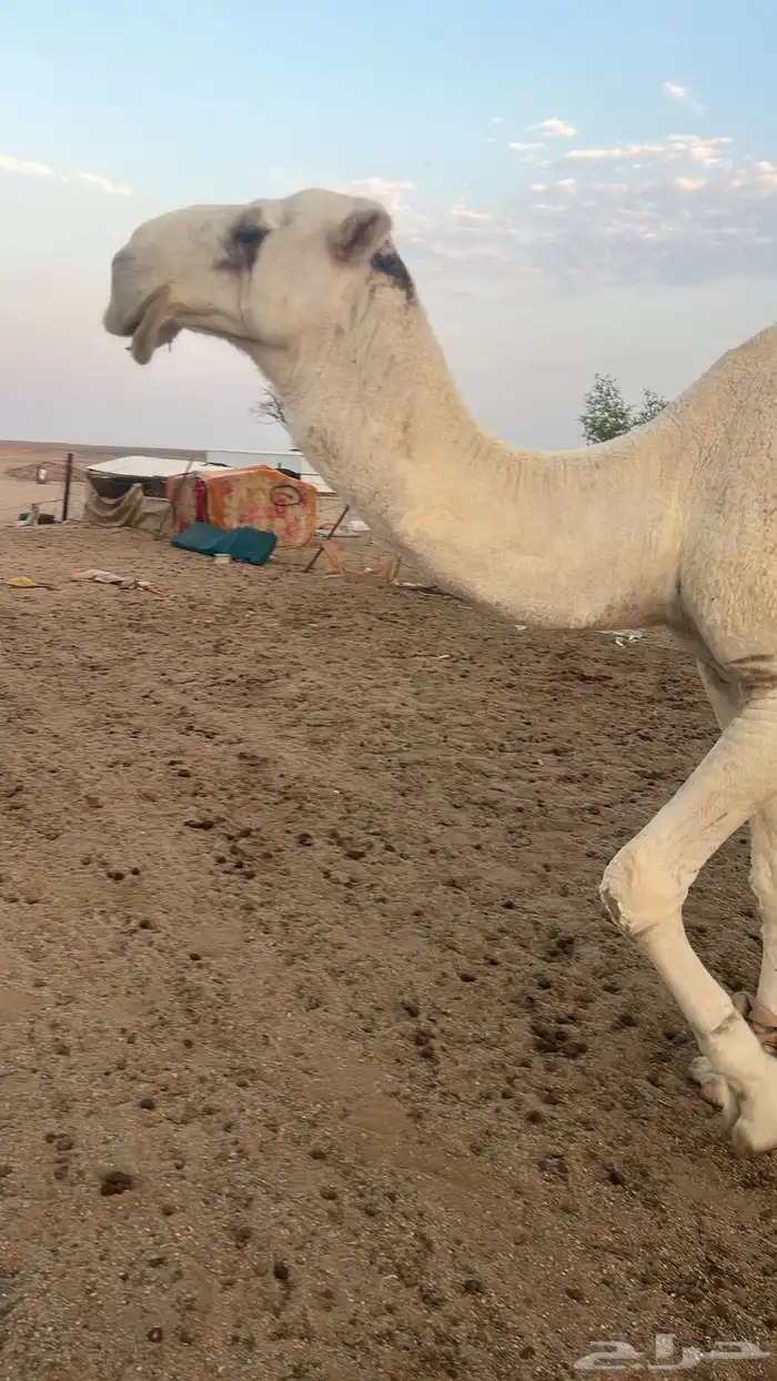 نياق خلفات وضح م بكار حقاق بناتهن برحولها و فحلها 5