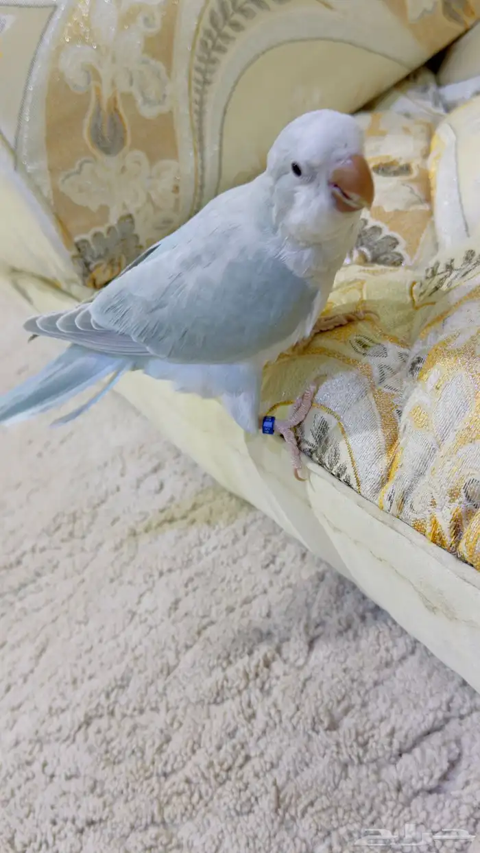 كويكر الراهب متكلم 7