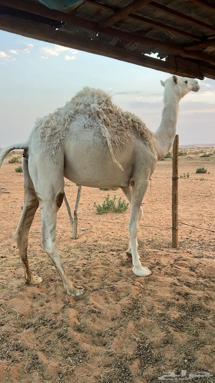 بكره حقه داخله لقيه 1