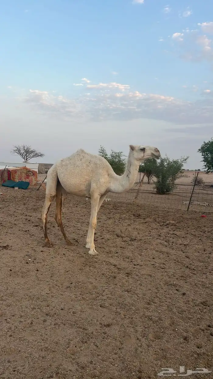 نياق خلفات وضح م بكار حقاق بناتهن برحولها و فحلها 3
