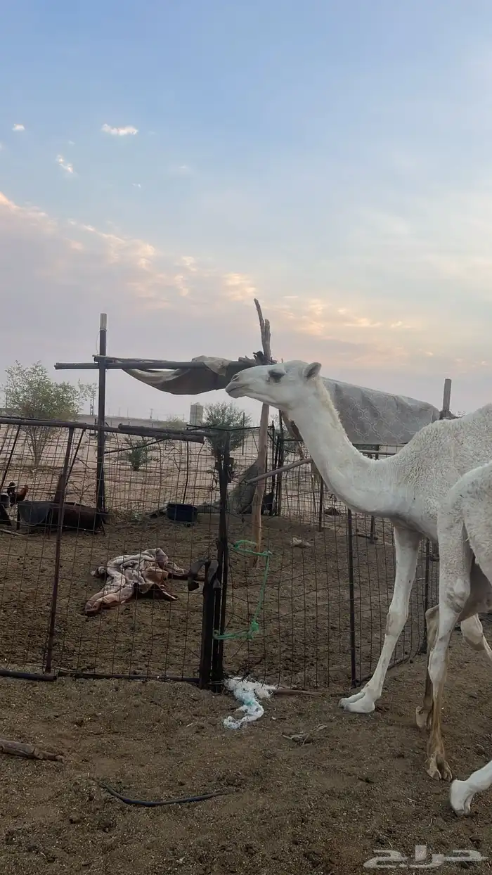 نياق خلفات وضح م بكار حقاق بناتهن برحولها و فحلها 1