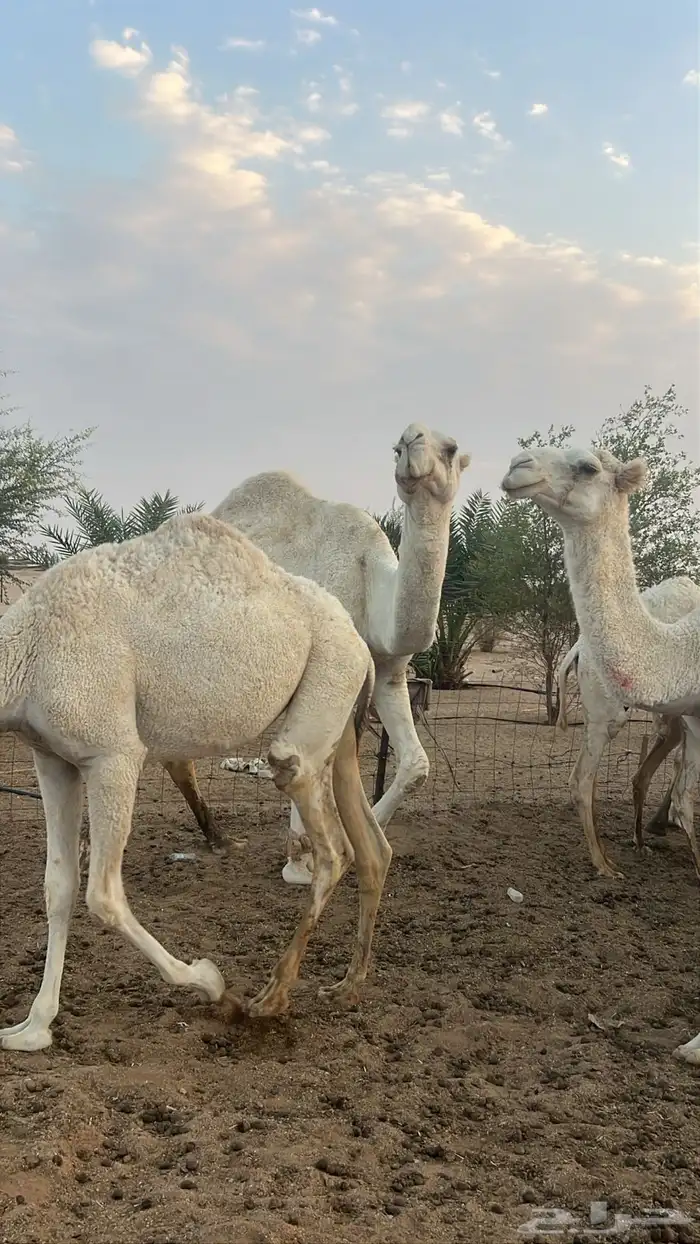 نياق خلفات وضح م بكار حقاق بناتهن برحولها و فحلها 6