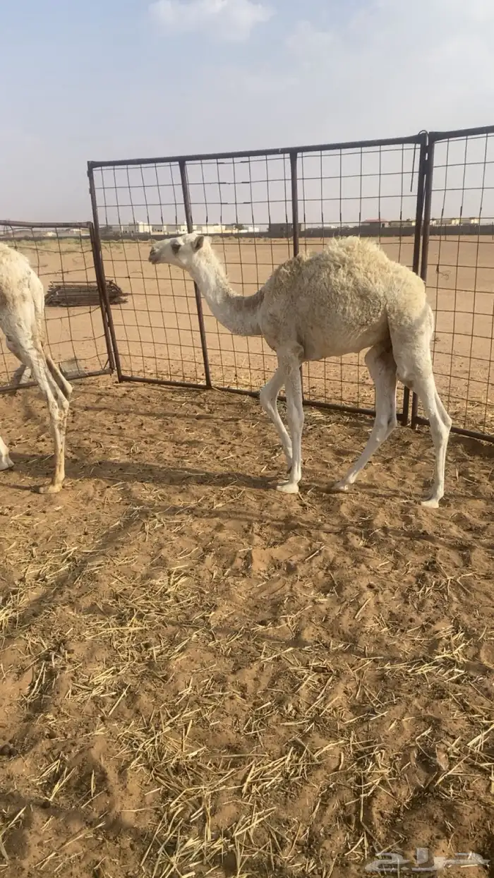 للبيع قعودين 3