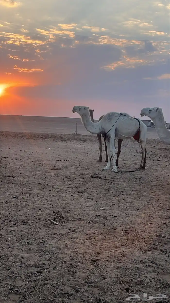نياق خلفات وضح م بكار حقاق بناتهن برحولها و فحلها 7